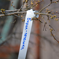 Миниатюра файла birka-petelka-na-dereve-ksmark-ru-01 № 68704