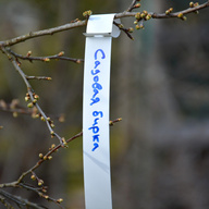 Миниатюра файла birka-petelka-na-dereve-ksmark-ru-04 № 68709