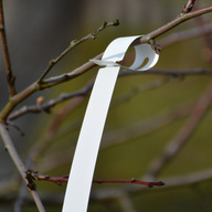 Миниатюра файла birka-petelka-na-dereve-ksmark-ru-05 № 68714