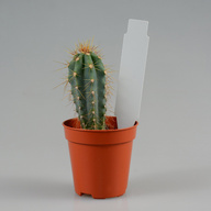 Миниатюра файла birka-kolyshek-18x95-belaya-ksmark-ru-09 № 74564