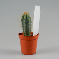 Миниатюра файла birka-kolyshek-18x95-belaya-ksmark-ru-10 № 74569