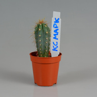 Миниатюра файла birka-kolyshek-18x95-belaya-ksmark-ru-18 № 74609