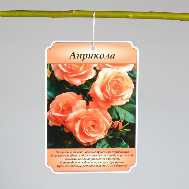 Изображение файла birka-sadovaya-navesnaya-plastik-ksmark-ru-01 № 75272